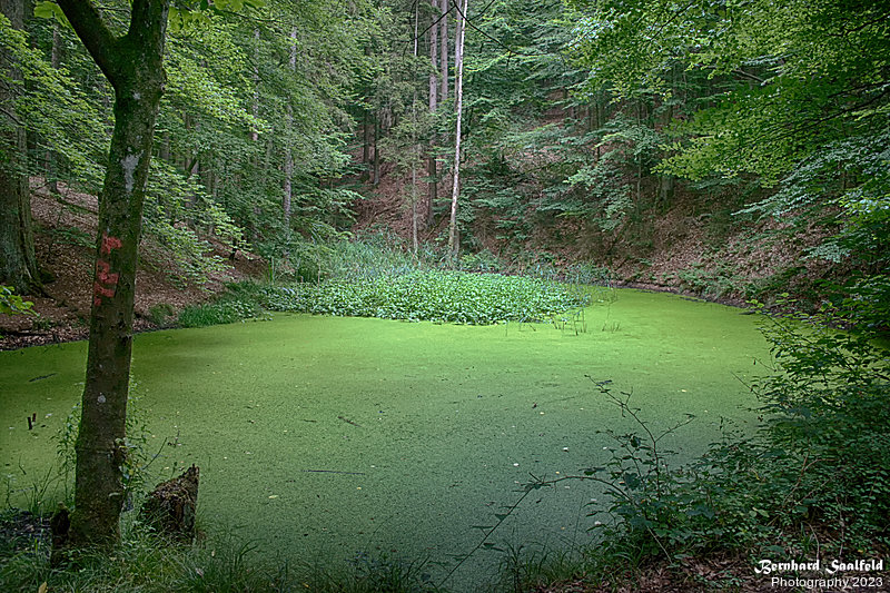 Bernhard Saalfeld - Spessart 2023 (2v9)